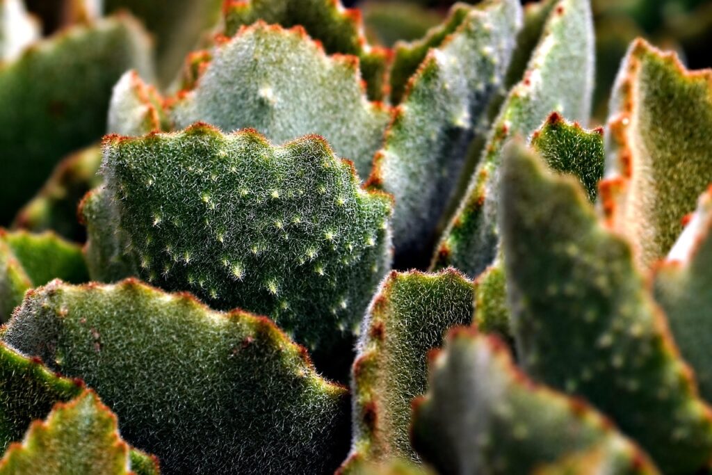 Cactus 8127922 1280
