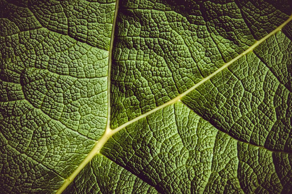 Close up leaf