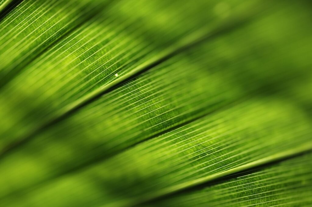 close up leaf